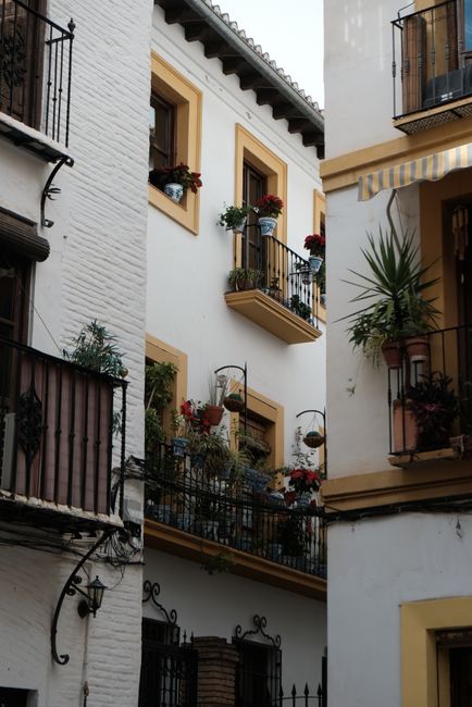 Picturesque Andalusian balconies adorned with fall flowers in a historic Spanish city.