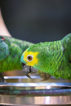 Close-up of a colorful yellow-naped Amazon parrot focused on feeding.