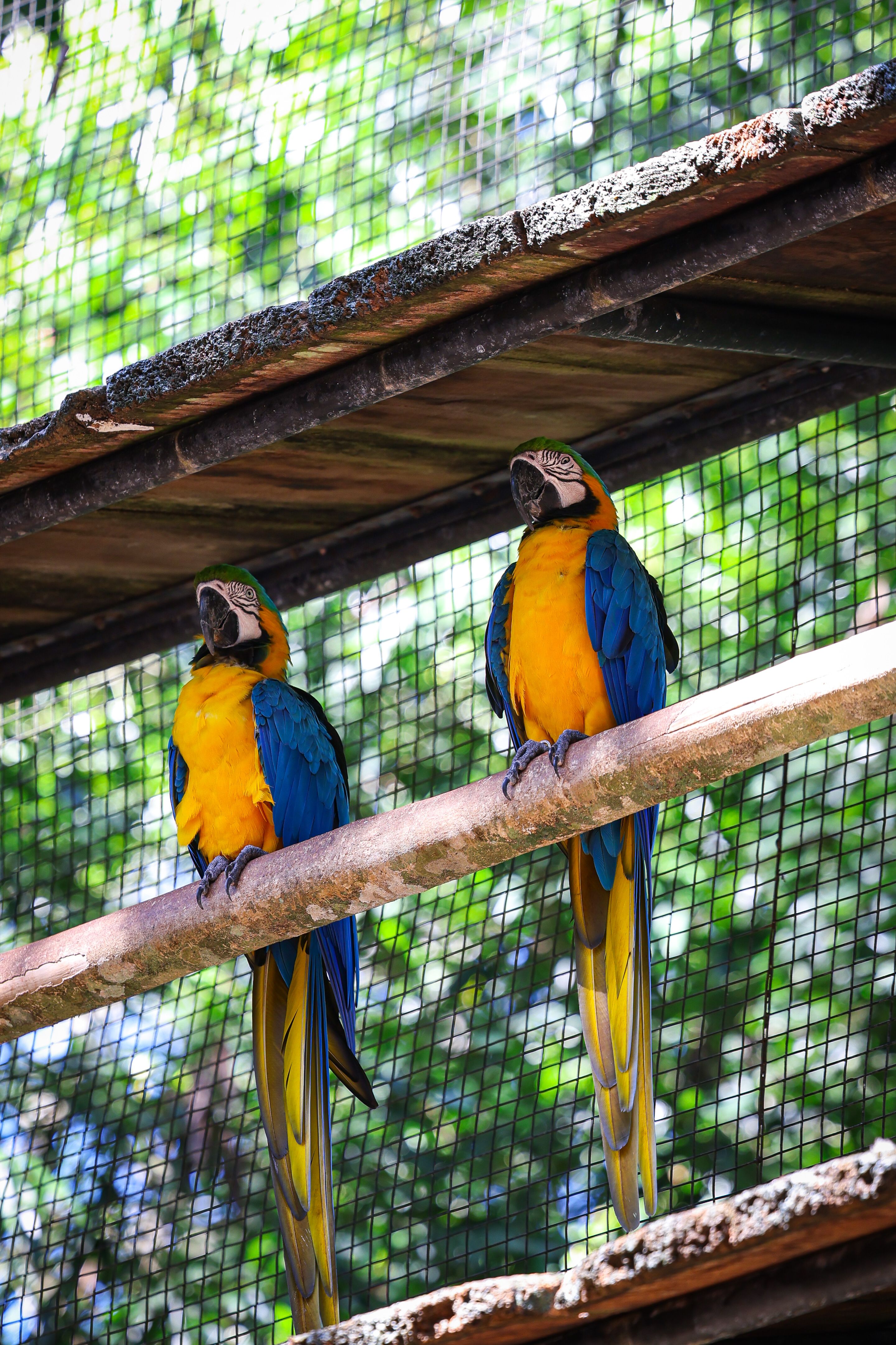 Curated visual reference: Gallery Detail: Vibrant Blue And Gold Macaws In Enclosure