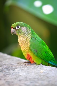 A vibrant green parrot with colorful plumage perched on a stone ledge in a natural setting.