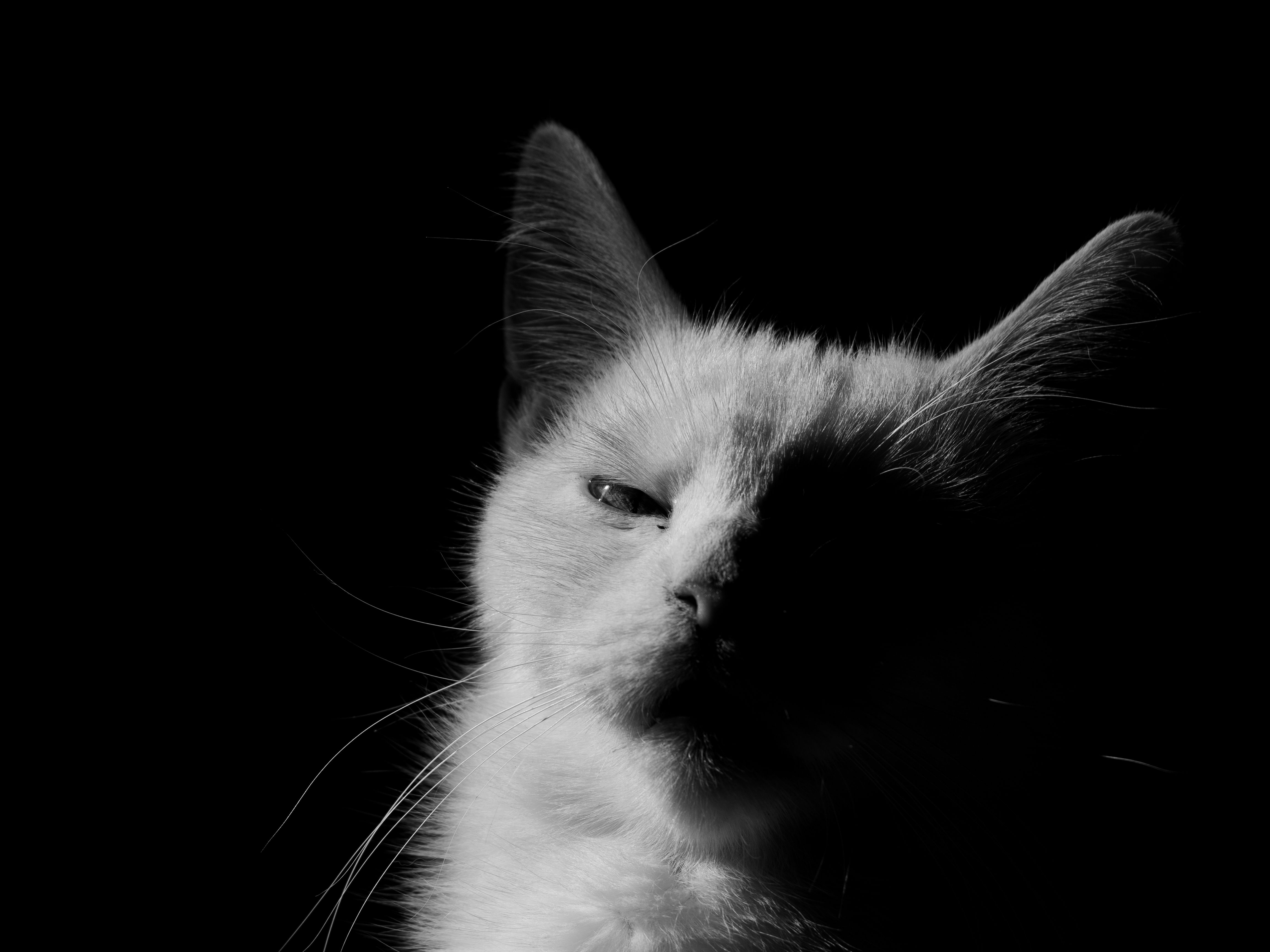 Portrait of a cat at a veterinary clinic
