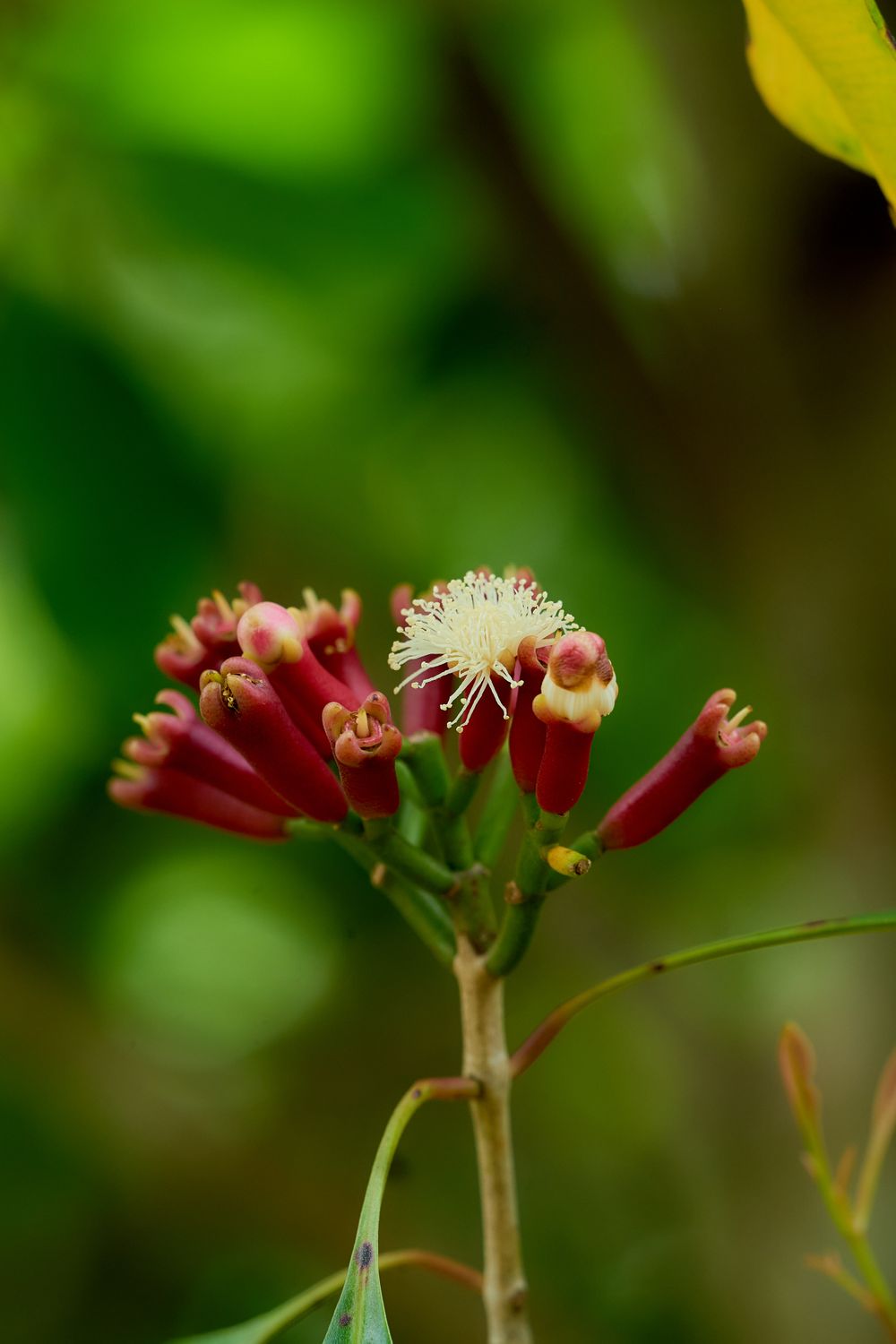 Flor de clavo de olor en una plantación de especias de Zanzíbar