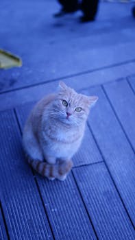 A curious ginger cat sitting on a wooden deck outdoors, looking up inquisitively.