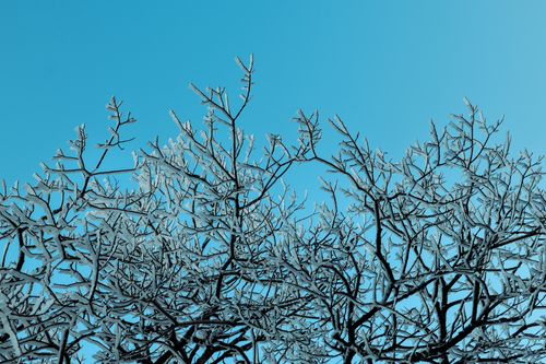Free Captivating image of frost-covered tree branches silhouetted against a bright blue sky, showcasing winter's beauty. Stock Photo
