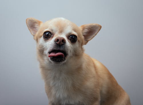 Adorable Chihuahua dog with white and beige fur sitting and looking at camera while sticking out pink tongue