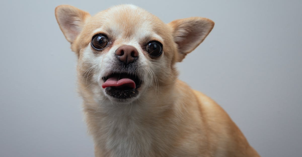 Adorable Chihuahua dog with white and beige fur sitting and looking at camera while sticking out pink tongue
