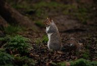 Small squirrel on ground in park