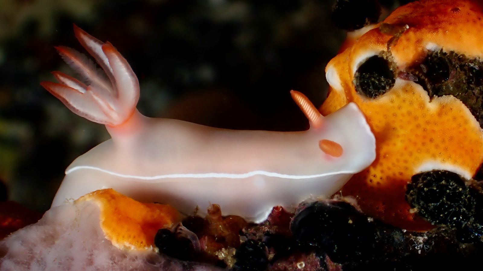 Nudi Wall