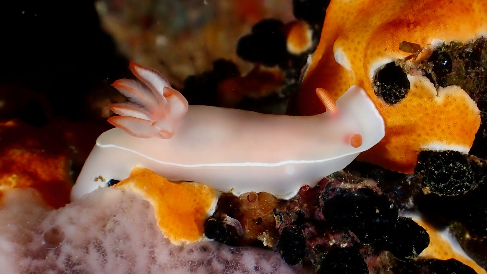 Nudibranquio colorido fotografiado sobre el arrecife de Nosy Be.