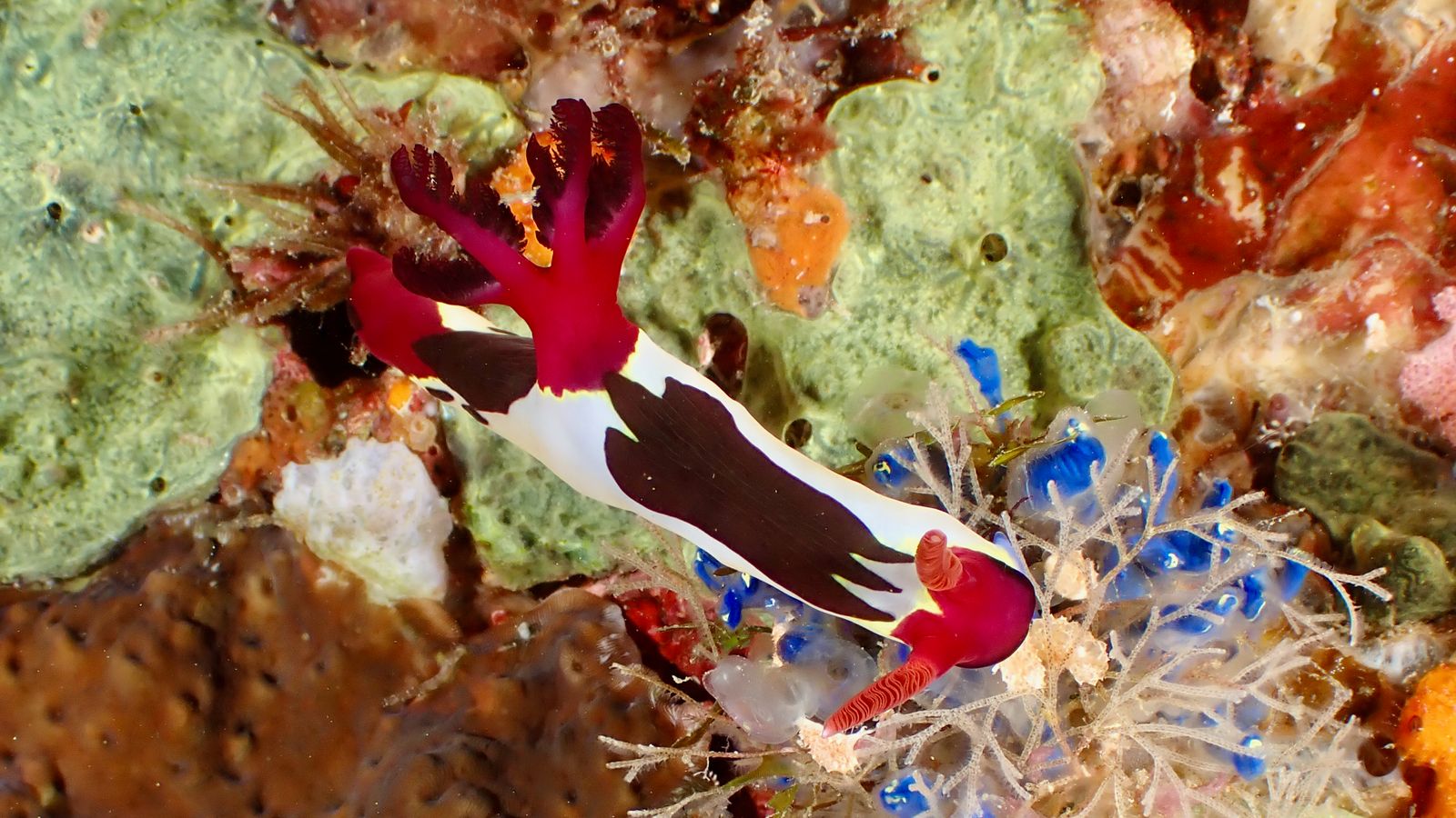 Nudibranquio del Pacífico fotografiado sobre el arrecife de Tonga.