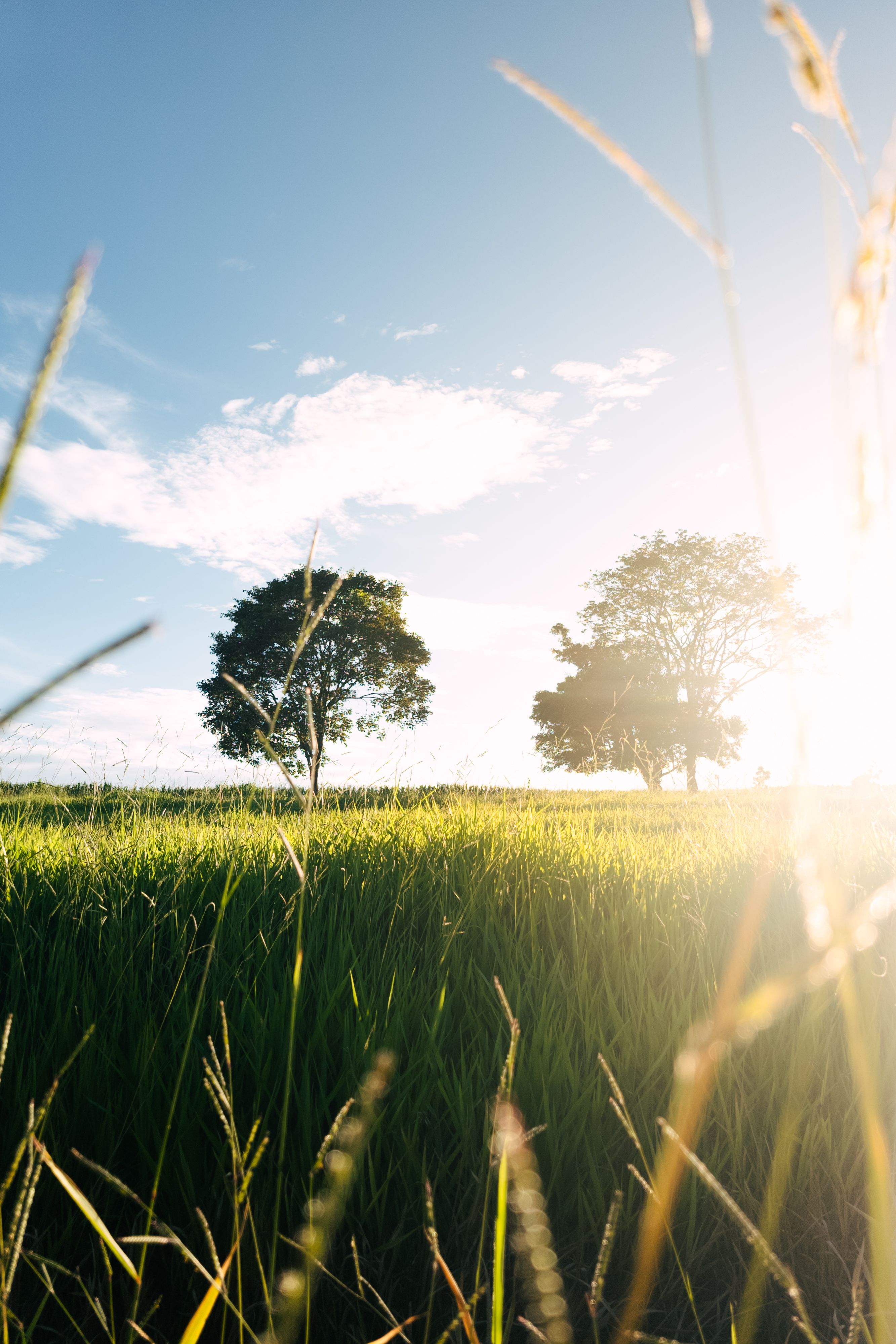 Sunlit Green Field with Isolated Trees · Free Stock Photo