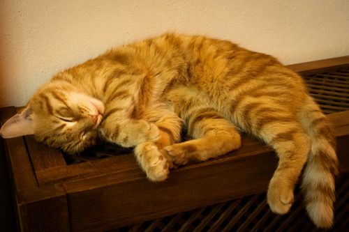 Free A peaceful ginger tabby cat sleeping comfortably on a wooden surface indoors. Stock Photo