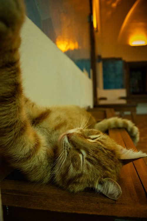 Free A ginger cat peacefully sleeping indoors with warm lighting. Stock Photo