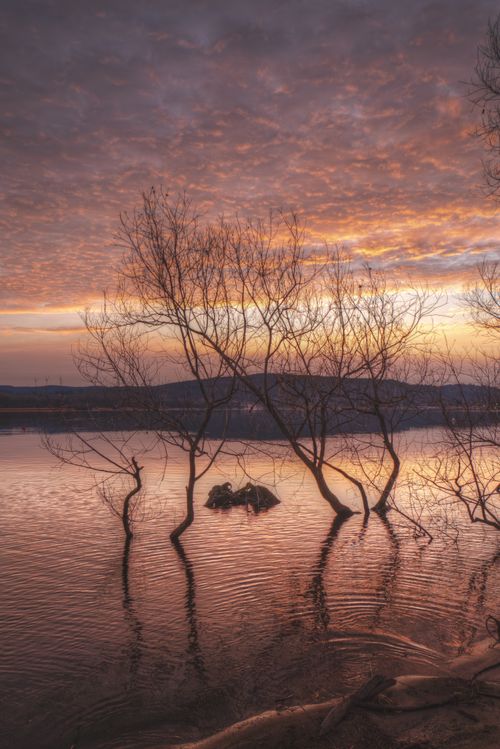 Free Tranquil sunset over a lake with barren trees reflecting on the water's surface. Stock Photo