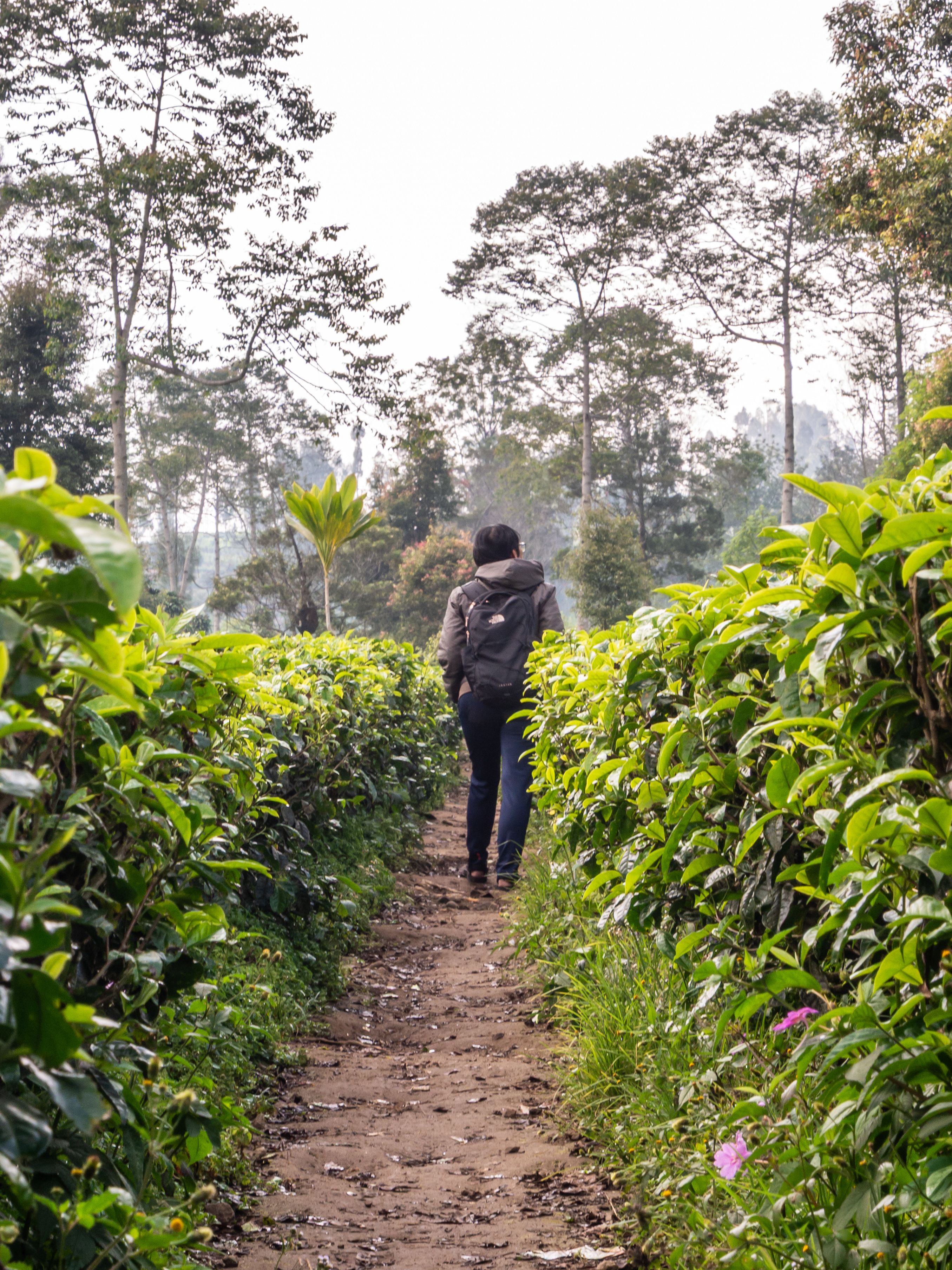 Person Walking Through Lush Tea Plantation Pathway · Free Stock Photo