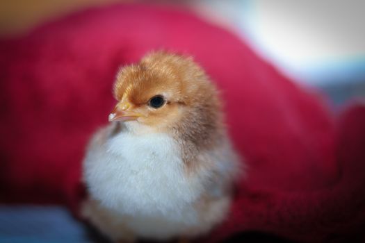 Adorable fluffy chick snuggled against a cozy red blanket, showcasing soft textures.