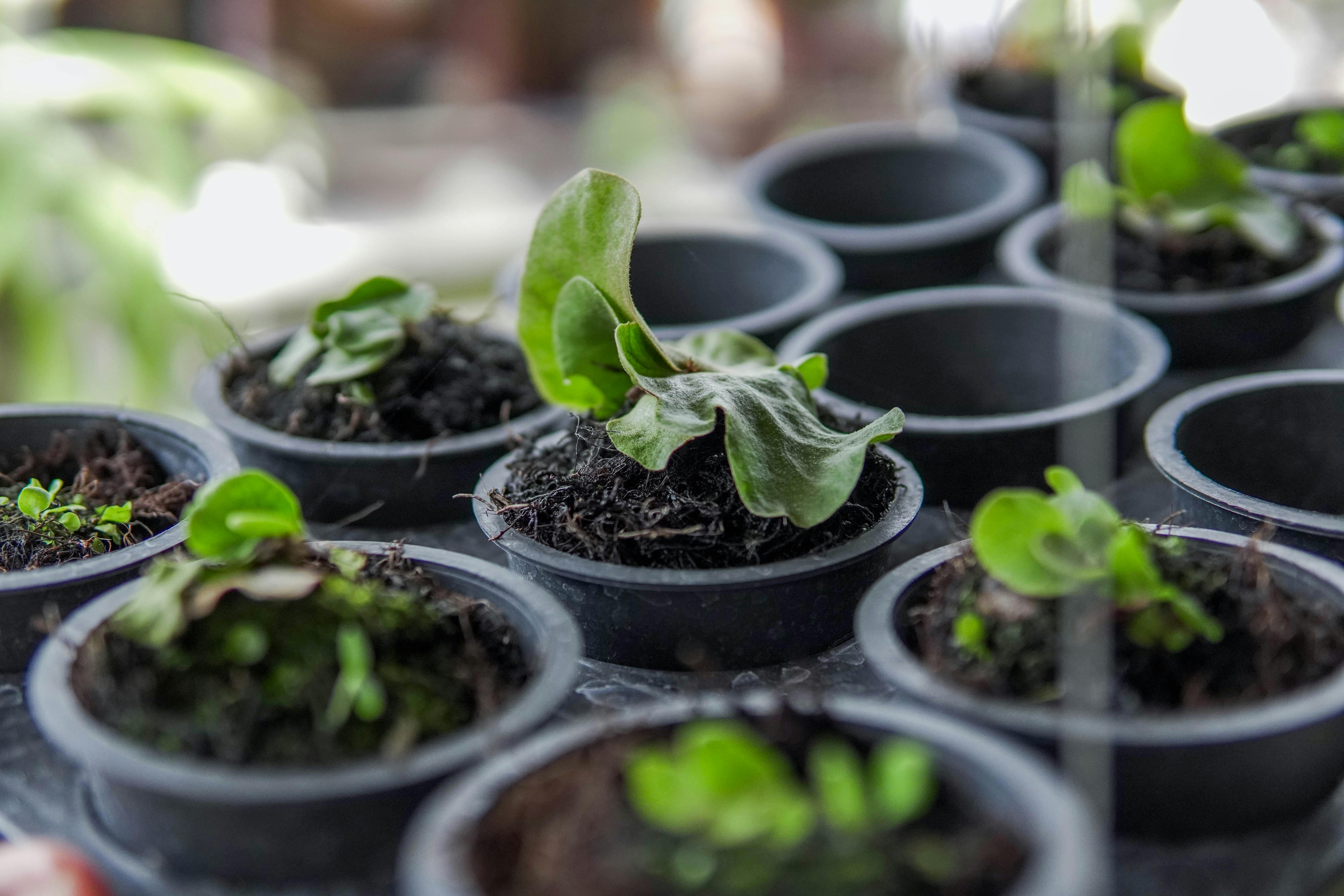 Platycerium bifurcatum