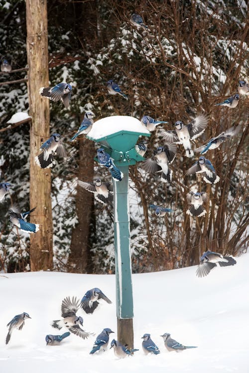 Flock of Birds on Post Lamp