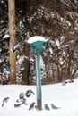 一群活泼的蓝鸟聚集在冬季白雪皑皑的森林里，围绕着喂食器