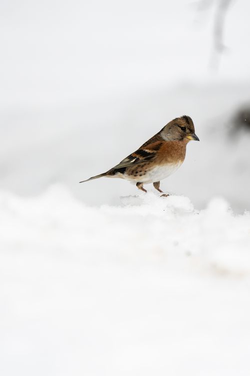 Free A brambling bird stands gracefully in a snowy setting, capturing a serene winter moment. Stock Photo
