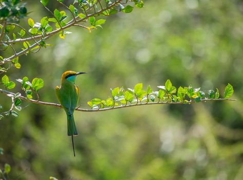bird photo