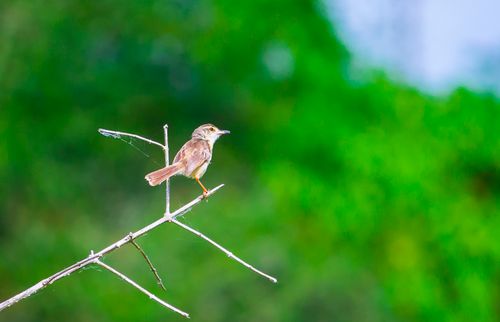 Free A lone small bird perched on a twig with a vibrant green background, showcasing nature's beauty. Stock Photo