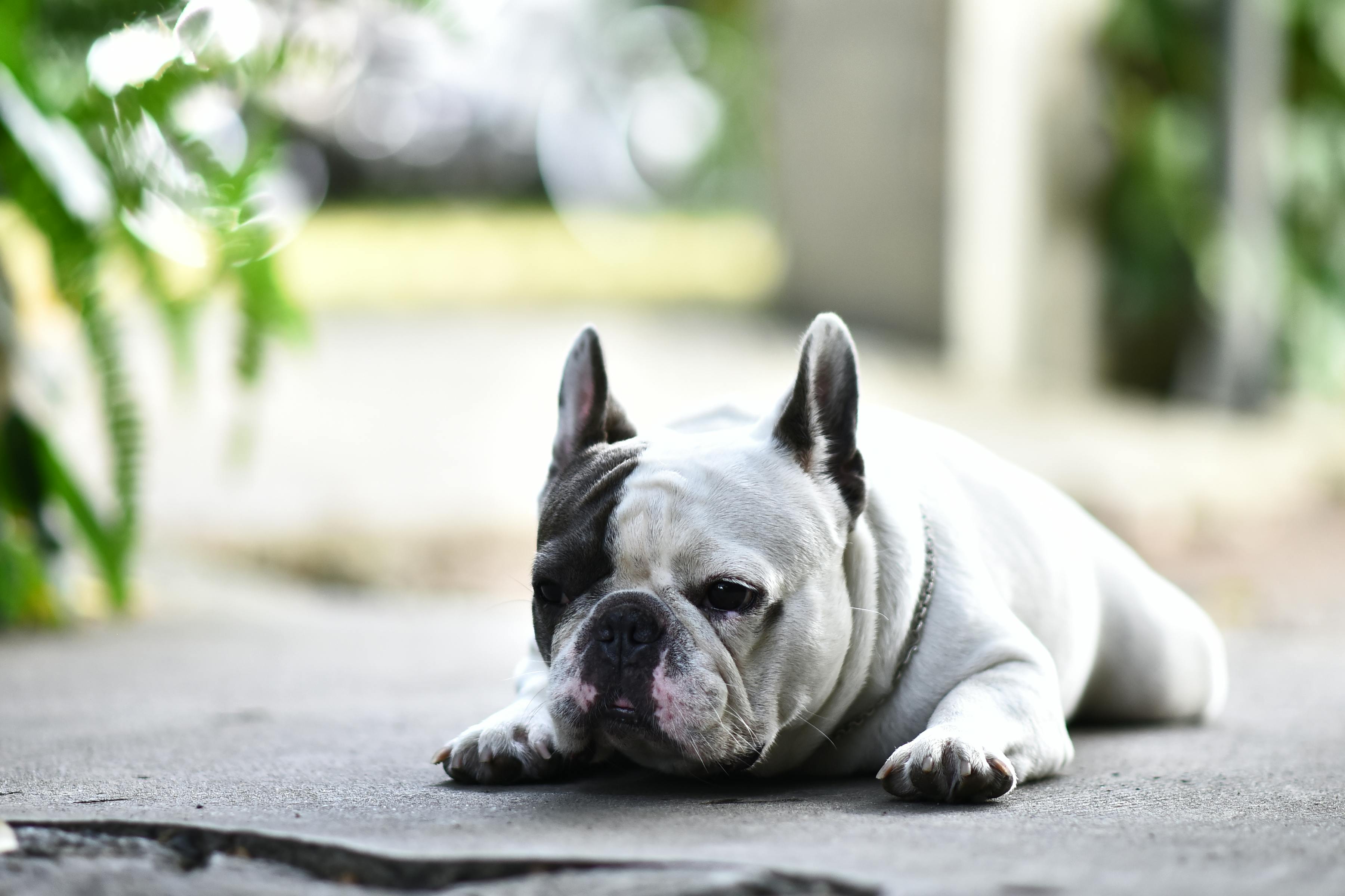 Bulldog Francez — tot ce trebuie să știi înainte să cumperi