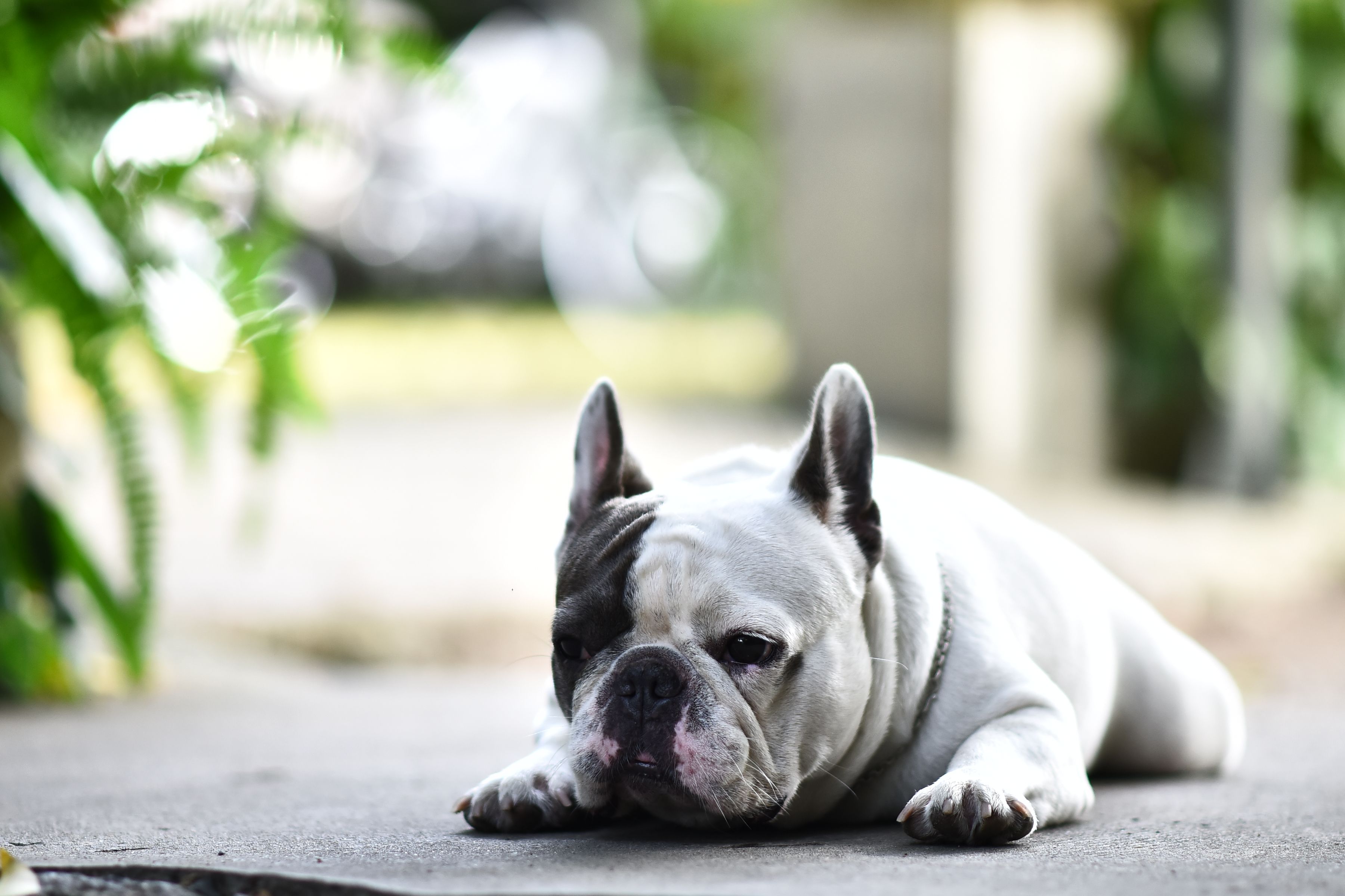 pet insurance pet wellness — Photo by Sóc Năng Động on Pexels