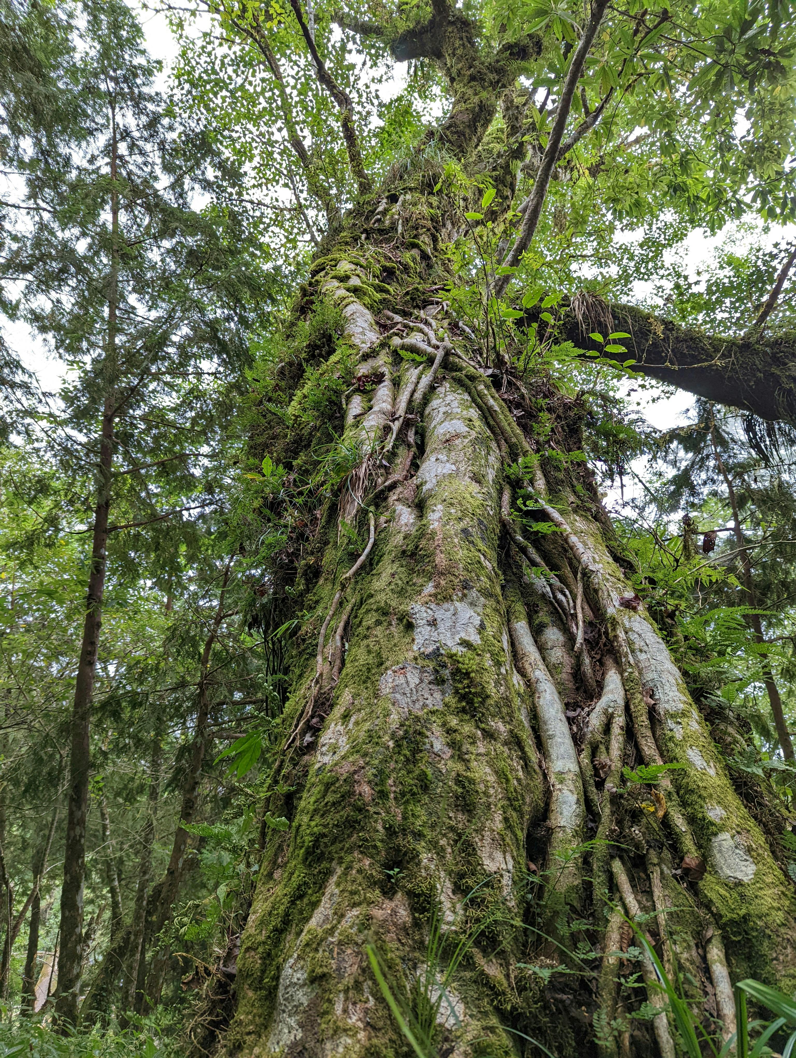 Majestic Tree in Lush Taiwanese Forest Scene