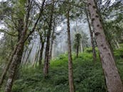 Lush Misty Forest Scene in Yilan County, Taiwan