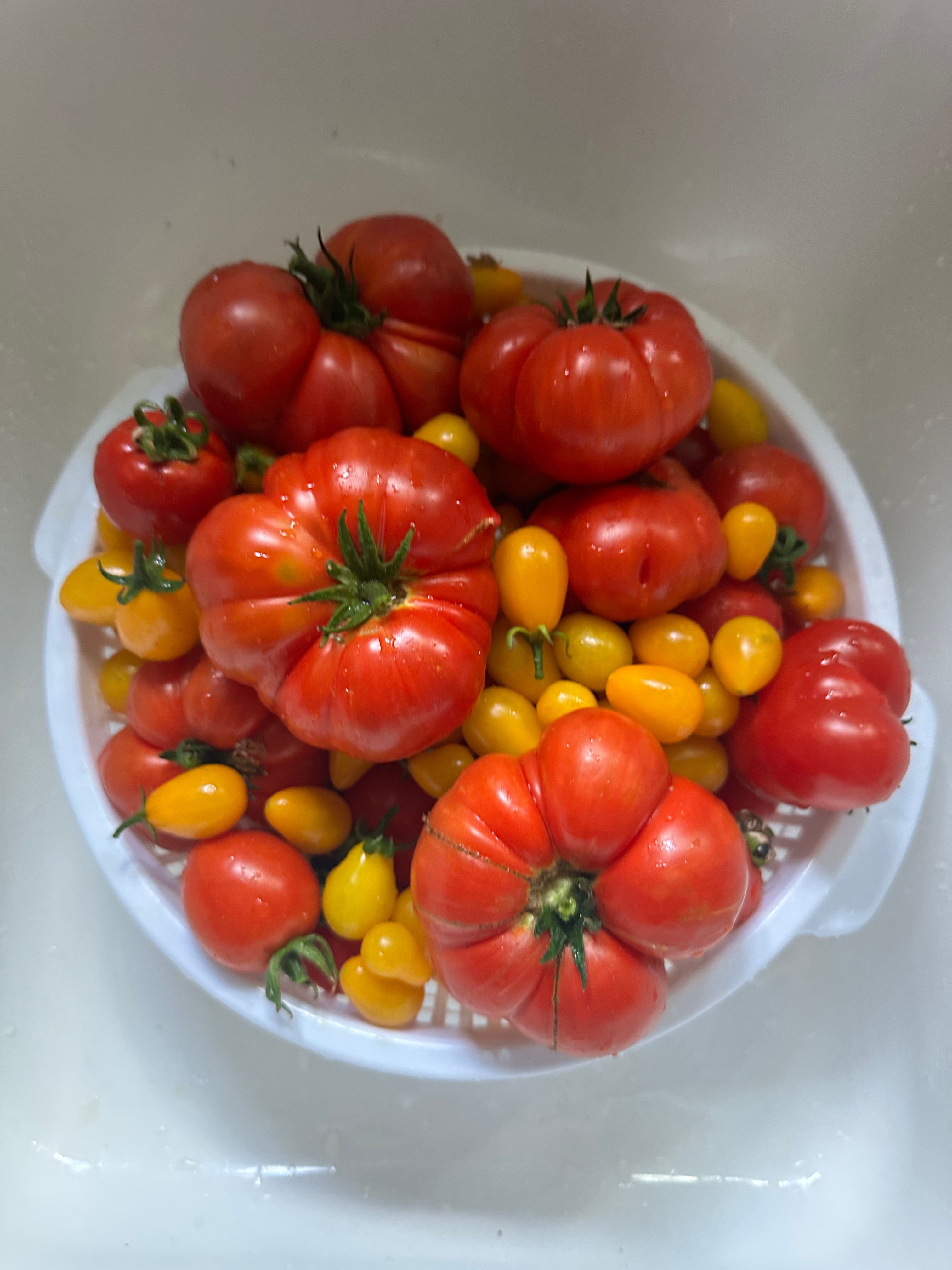 A vibrant mix of heirloom red and yellow cherry tomatoes in a colander.
