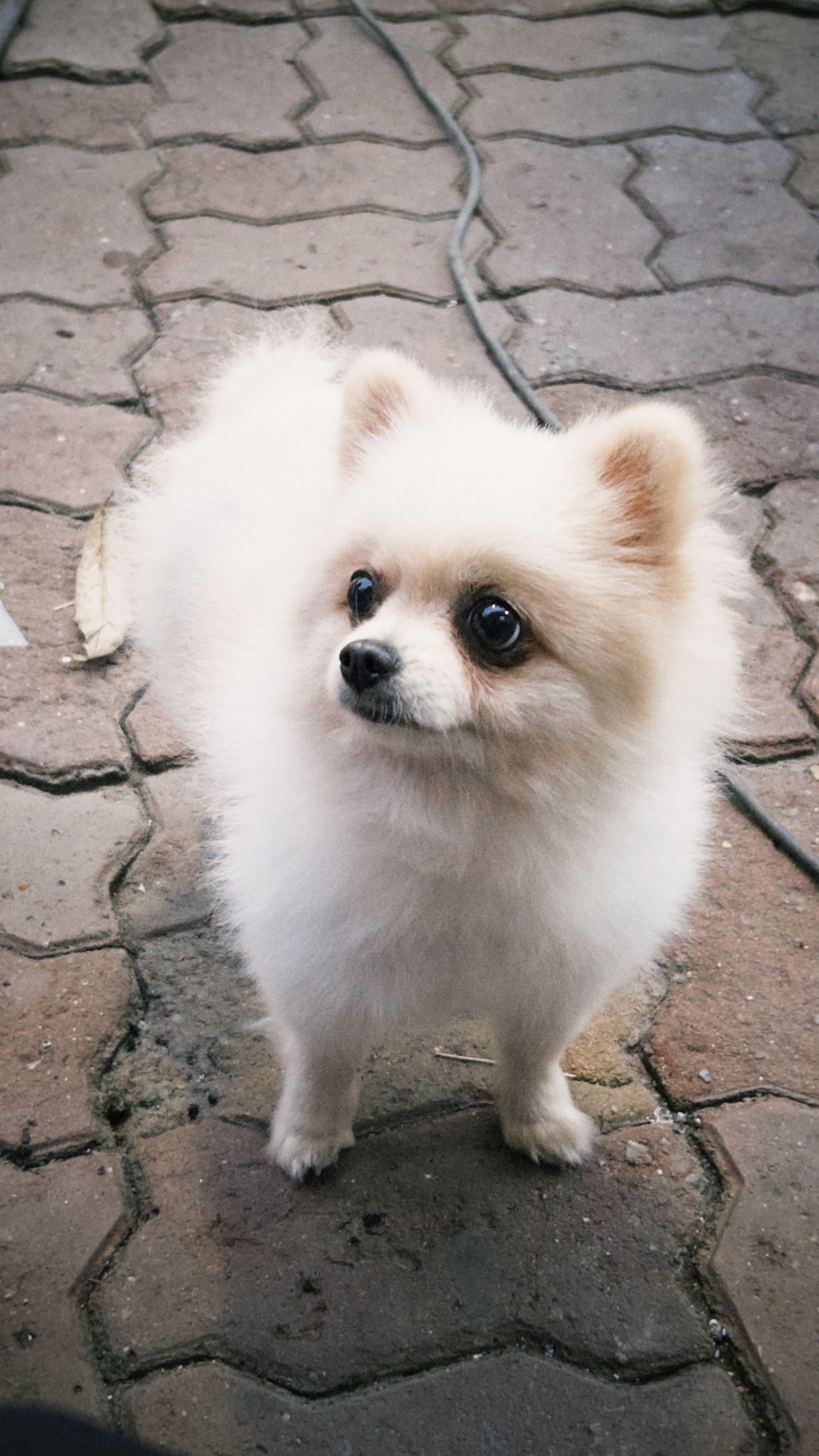 Gratis Sød hvid pomeranian hund står årvågent på en mønstret murstenssti. Lagerfoto