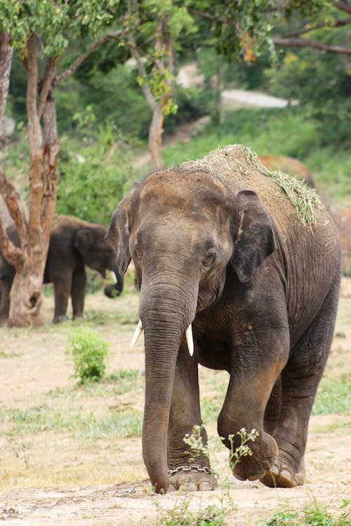 Free Brown Elephant on Ground Stock Photo