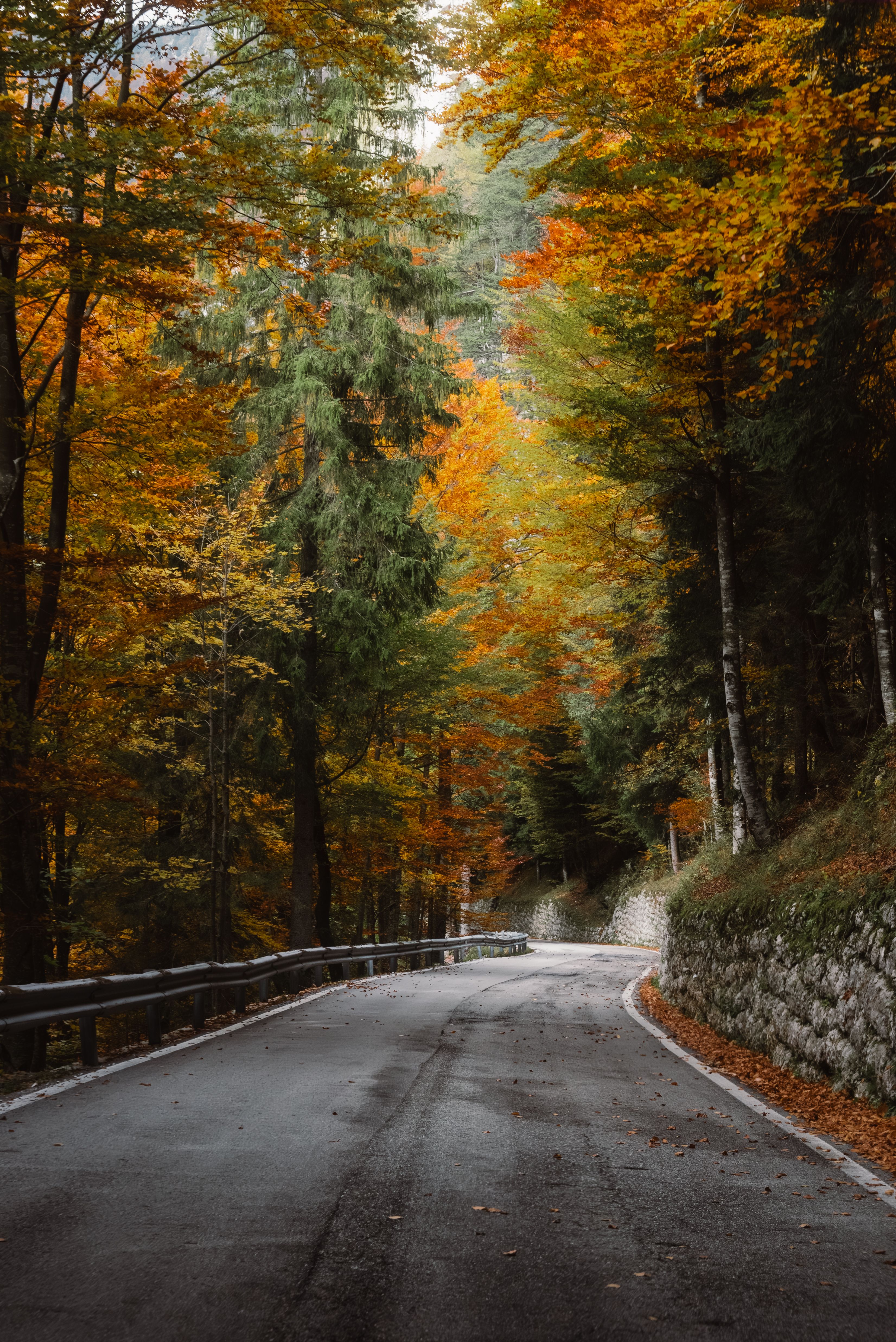 Scenic Autumn Road through Vibrant Forest · Free Stock Photo