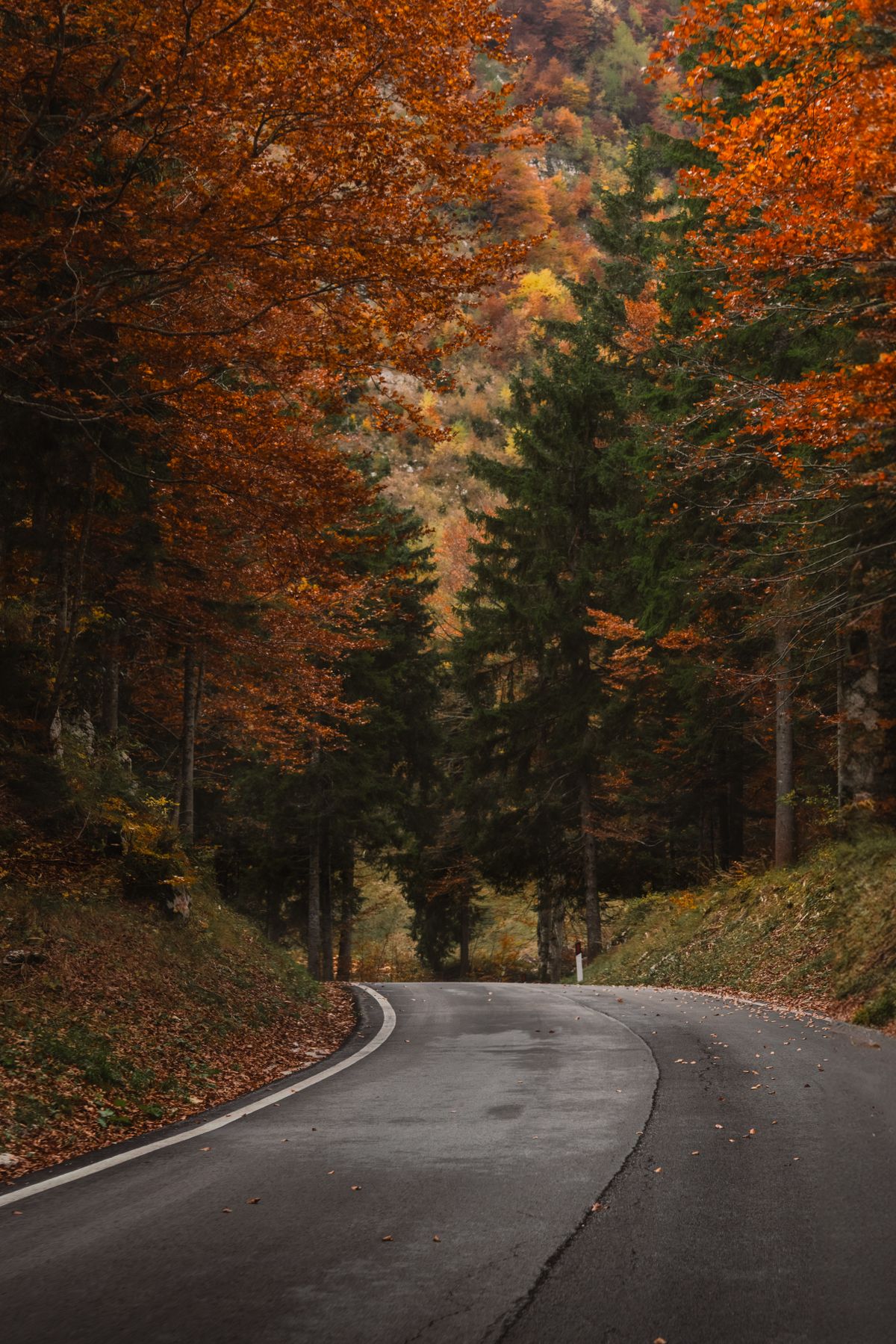 Scenic Autumn Forest Road with Vibrant Foliage · Free Stock Photo