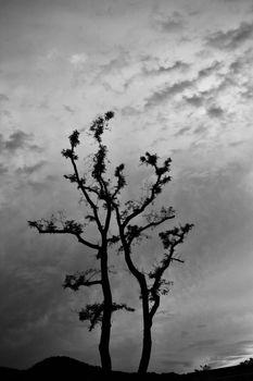 A striking black and white silhouette of a tree against a textured cloudy sky, creating a moody atmosphere.