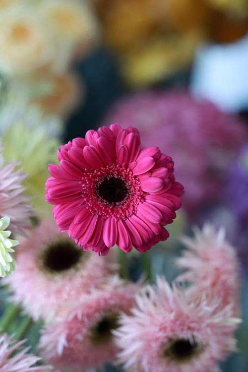 Free Close-up of a vivid pink Gerbera daisy in a diverse floral arrangement with soft focus bokeh. Stock Photo