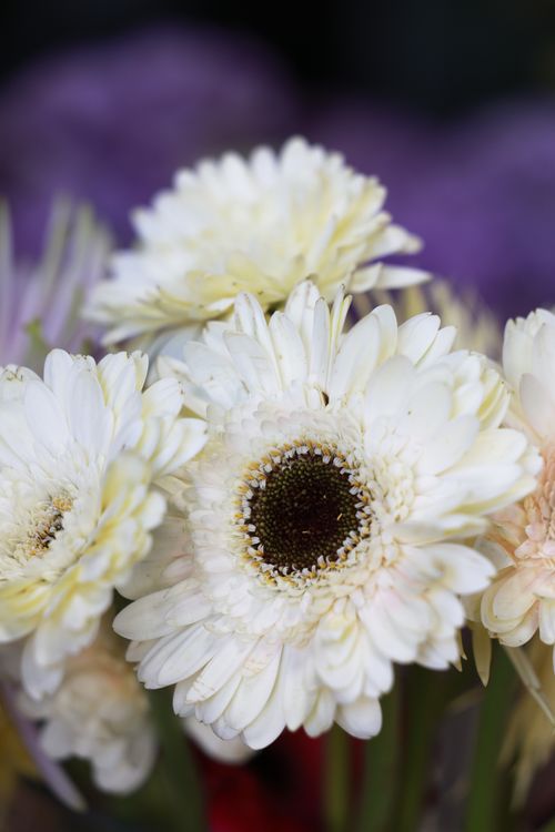 Free Beautiful white Gerbera daisies in full bloom against a soft purple backdrop. Perfect for floral art. Stock Photo