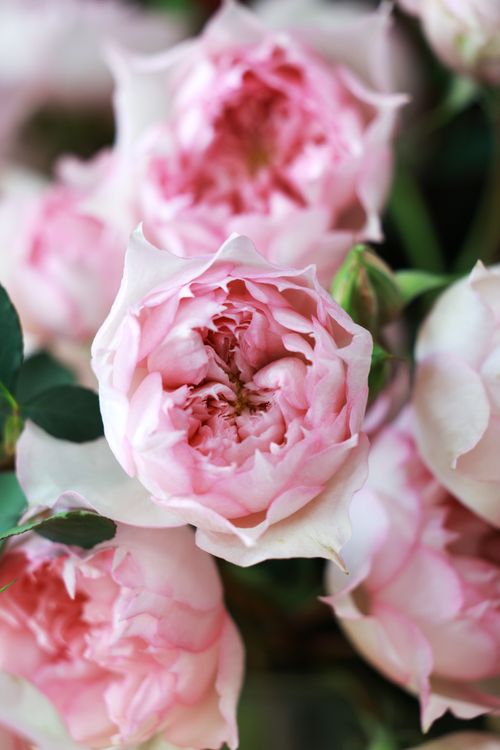 Cool Natural Roses Close-up of Pink Roses Blooming in Natural Light · Free Stock Photo