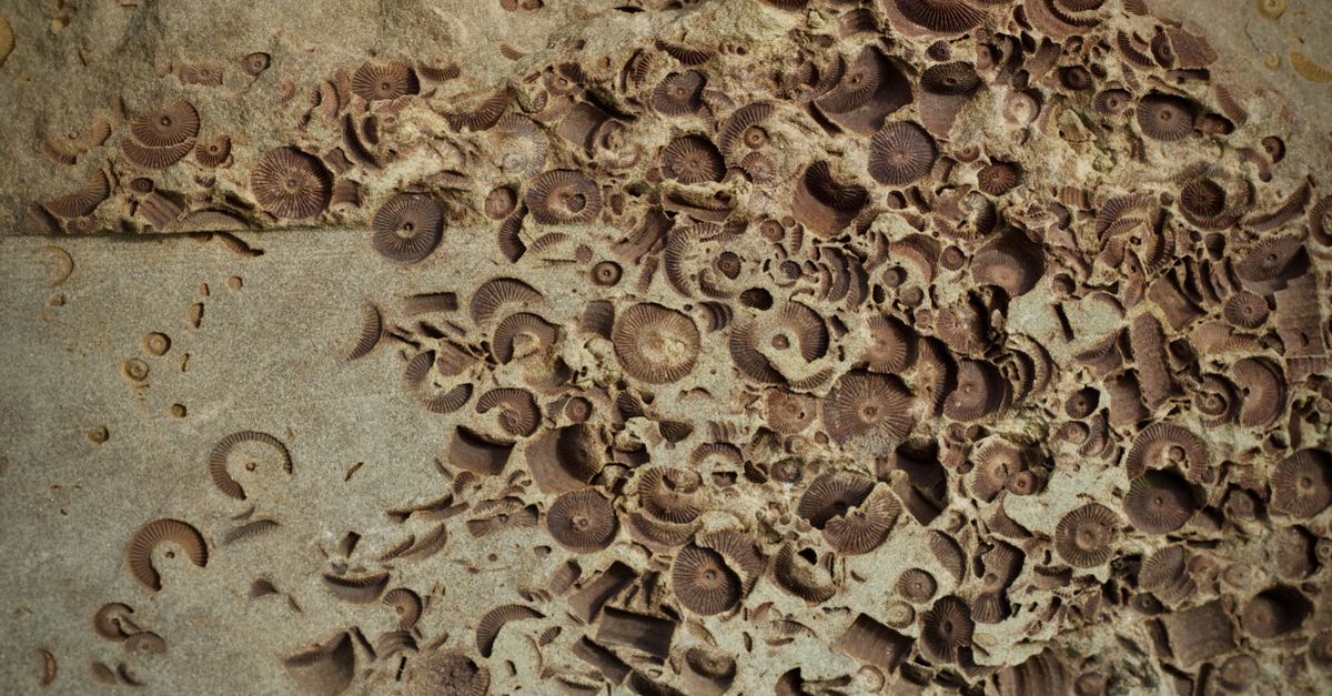Marine Animals First Colonized Empty Seashells 470 Million Years Ago