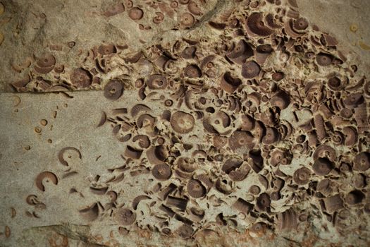 Detailed view of fossilized marine life embedded in rock, showcasing ancient history.