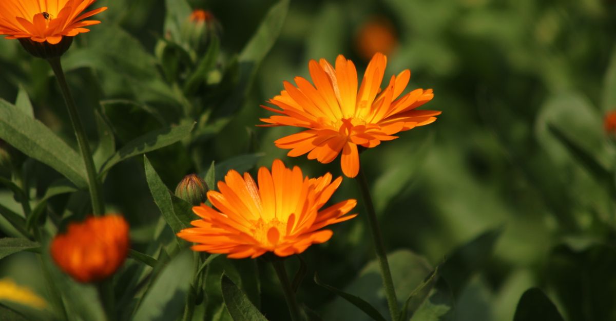 5 Plantas Medicinales Esenciales para tu Jardín