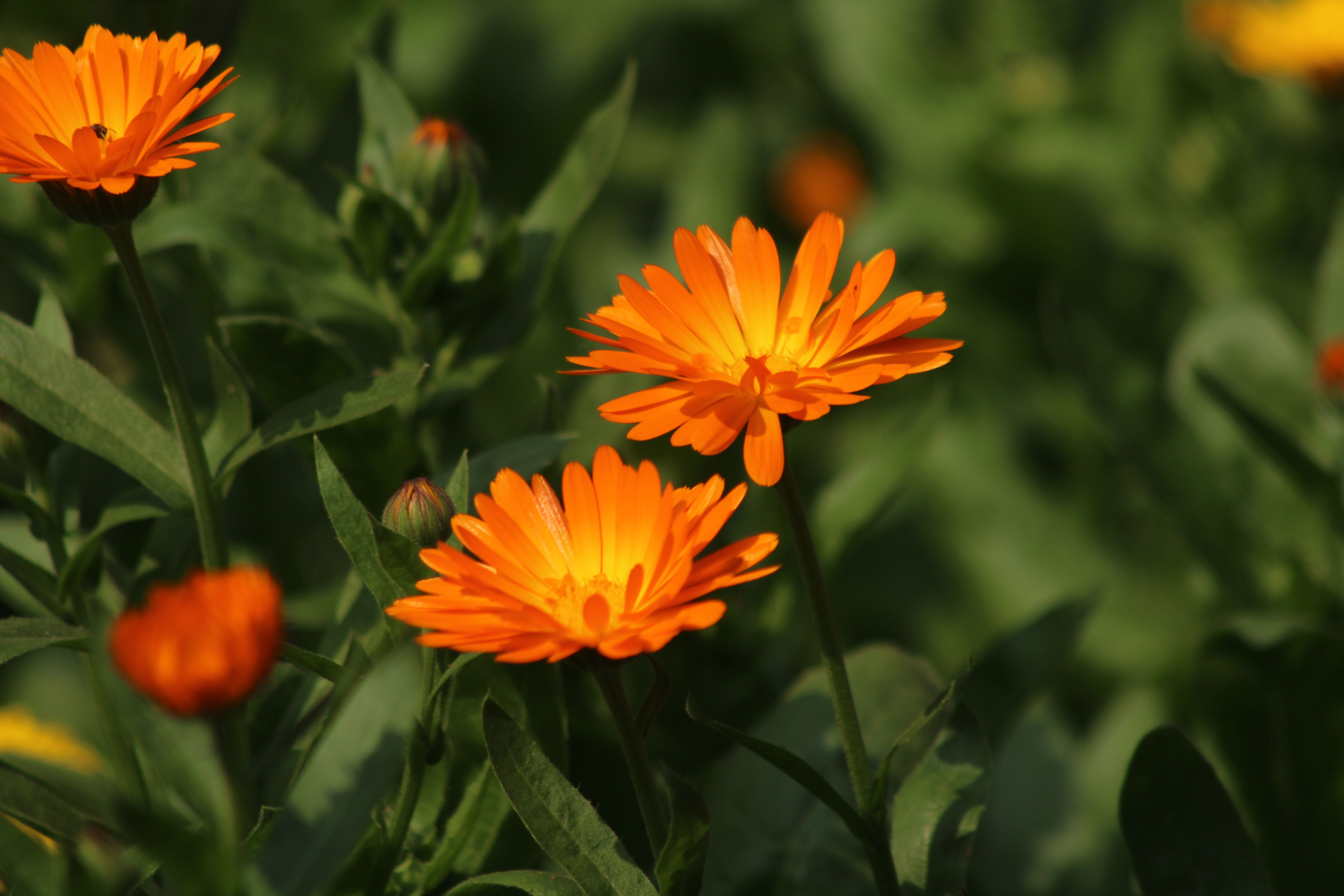 Vibrant Orange Calendula Flowers in Bloom · Free Stock Photo
