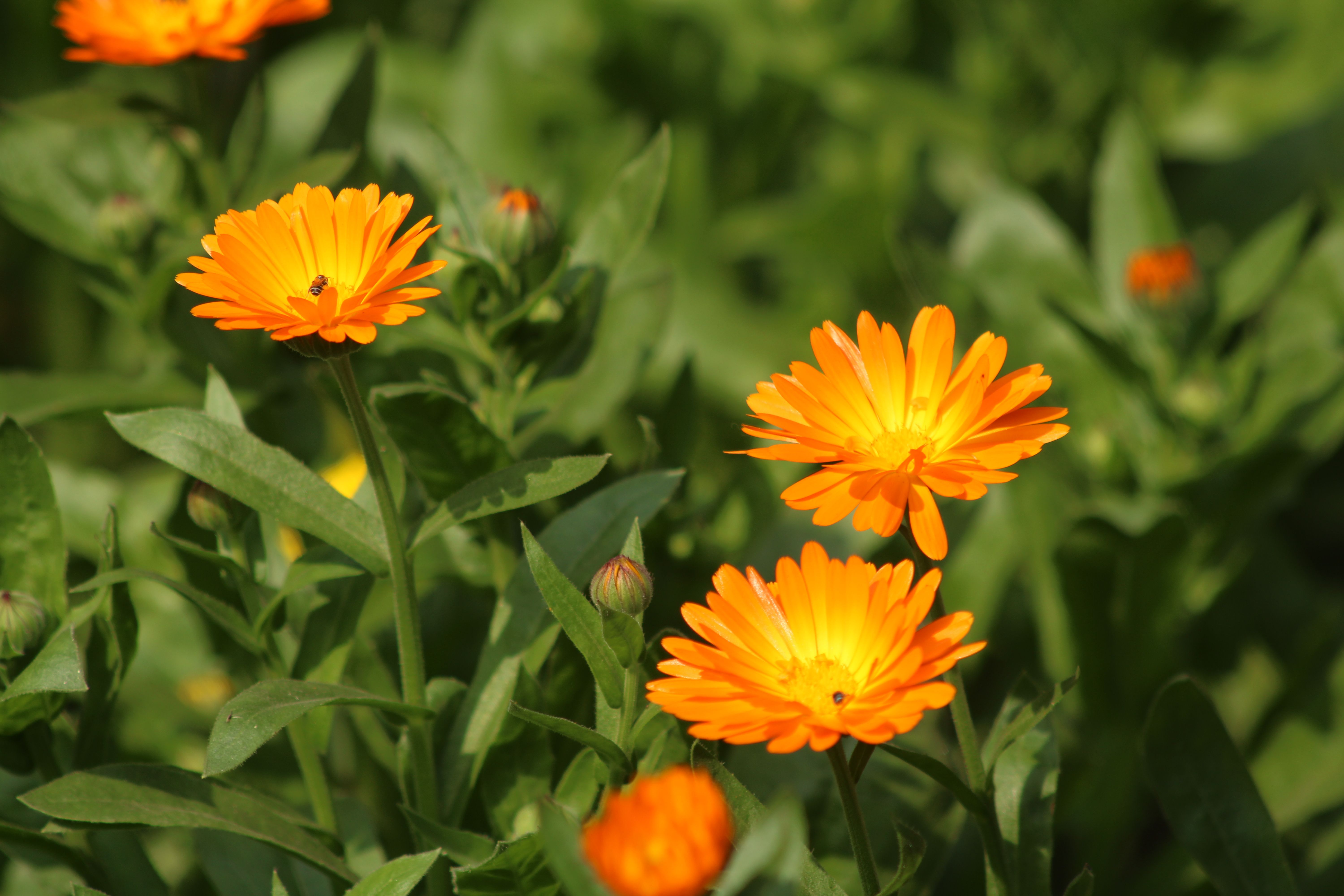 Vibrant Orange Calendula Flowers in Bloom · Free Stock Photo