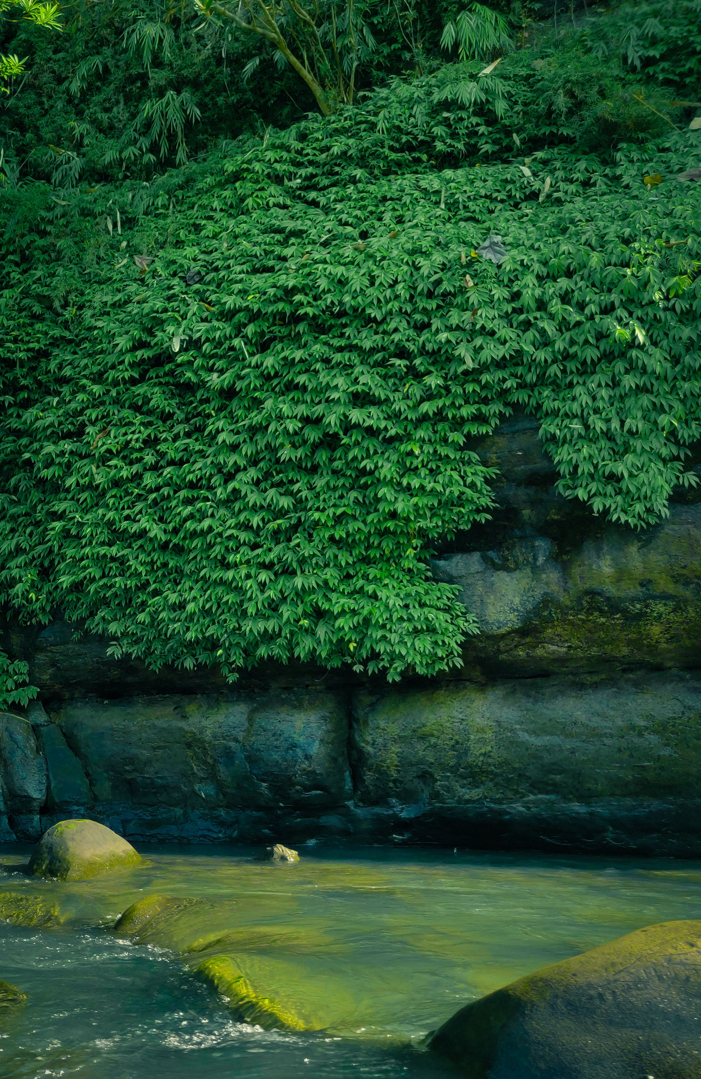 Lush Greenery by River Rocks in Forest Setting · Free Stock Photo