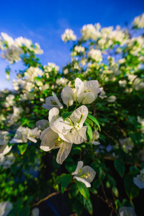 Free Close-up of white Bougainvillea flowers against a bright blue sky, showcasing natural beauty and summer vibrancy. Stock Photo