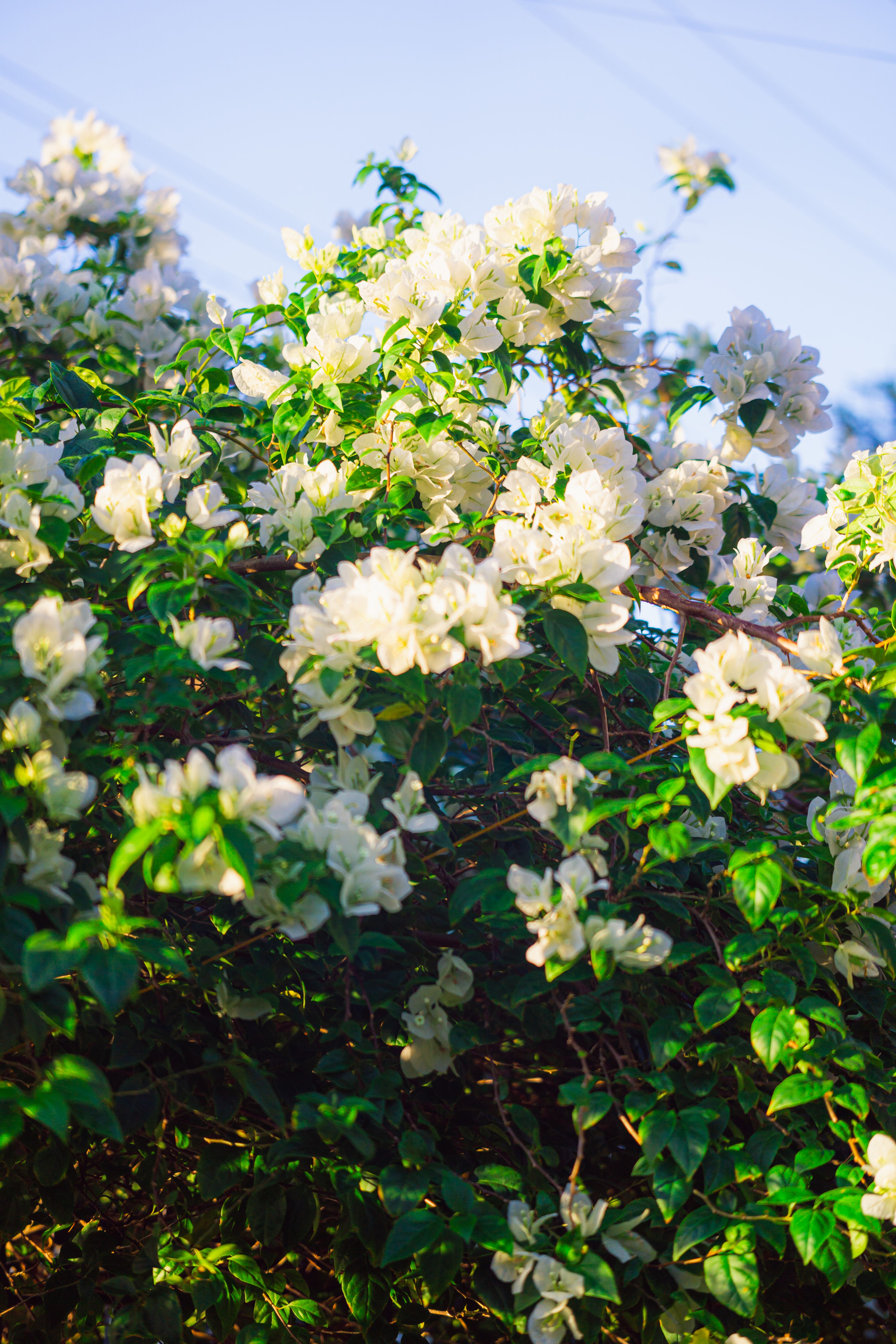 [ColoSach]-captivating-white-bougainvillea-flowers-in-full-bloom-against-a-clear-blue-sky-during-daytime.