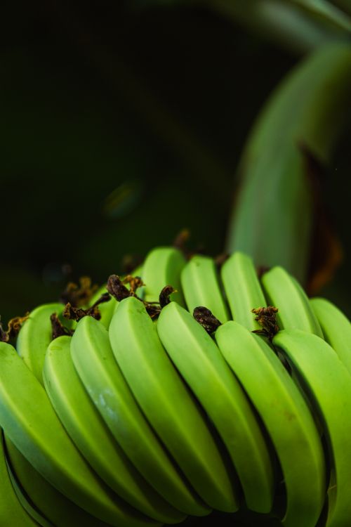 Free Detailed close-up of green bananas growing in a tropical environment. Perfect for nature or food imagery. Stock Photo