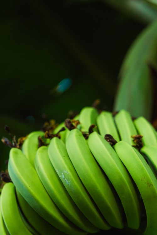 Free Vibrant close-up of a bunch of unripe green bananas on a tree, highlighting nature's growth. Stock Photo