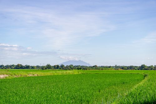 Free Vibrant green rice fields stretch under a blue sky with a distant mountain in view, showcasing serene rural beauty. Stock Photo